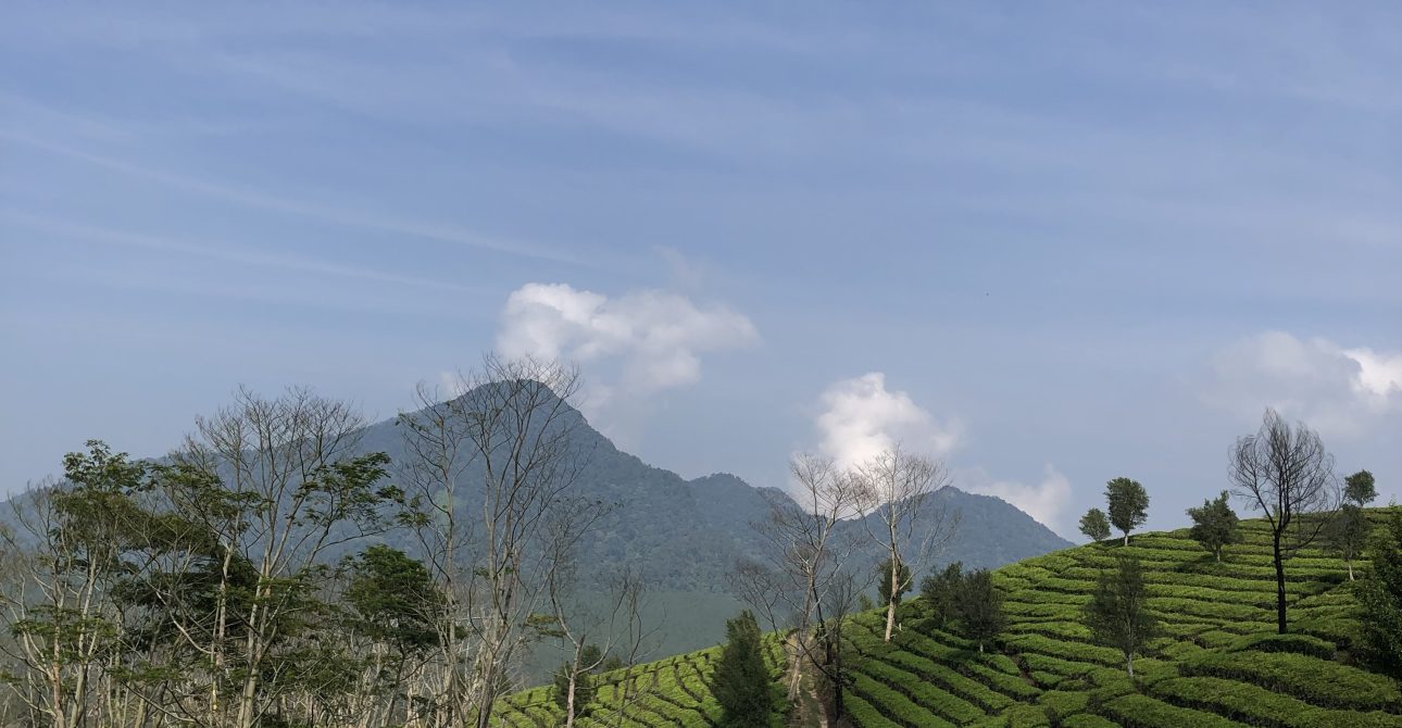 Tea Walk Sukawana Lembang