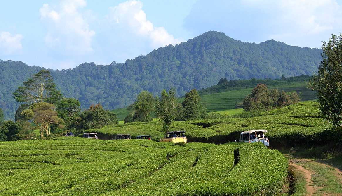 Safari Offroad di Kawasan Kebun Teh Ciater